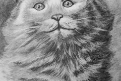 Gato Blanco